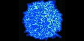 Нобелевская премия по физиологии и медицине 2018 – за помощь иммунитету в его борьбе с раковыми клетками