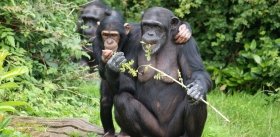 Шимпанзе, как и люди, охотнее делятся едой со своими друзьями