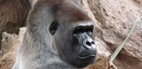 Реальный Кинг-Конг – «обезьяний нянь», и самки любят его за это
