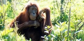 Только когда хищник скроется из виду, орангутаны «рассказывают» о нем своим детям