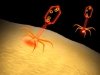 Модифицированный бактериофаг-«шпион» нападает на бактерии по прямому приказу человека