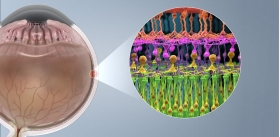 Глаз киборга: инъекция наночастиц в сетчатку превращает зрительный орган в тепловизор