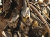 Пальмовый крылан – рукокрылый любитель фруктов, помогает восстанавливать леса