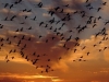 Огни больших городов губят перелетных птиц