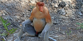 За «красоту» самцы приматов платят маленькими яичками