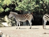 Зоопарк Гагенбеков: «Так близко,так естественно, так прекрасно!»