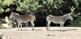 Зоопарк Гагенбеков: «Так близко,так естественно, так прекрасно!»