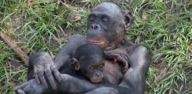 У обезьян-бонобо заботливые «мамочки» стоят на страже, пока их сыновья спариваются