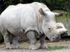 Сперматозоиды и клетки кожи в криобанке – будущее вымирающих северных белых носорогов
