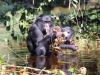 Кувшинки – источник йода для бонобо и, вероятно, для древних людей