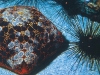 Sea Urchins: Green and Black, Round and Flat, Delicious and Deadly