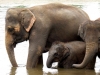 Воспитывать слонят индийским слонихам помогают младшие сестры