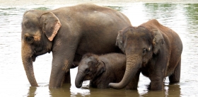 Воспитывать слонят индийским слонихам помогают младшие сестры