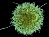 Клетки-киллеры врожденного иммунитета могут стать ключом к созданию противораковых вакцин