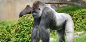 Беспокоясь о детях, самки горилл бросают стареющих «супругов»