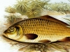 «Рыбный день» человечества начался 8 тысяч лет назад в Китае
