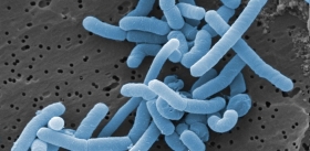 Лактобактерии пробиотиков могут попадать в кровь и вызывать ее заражение