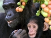 Молодые самки шимпанзе покидают дом, чтобы избежать близкородственного скрещивания