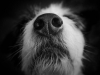 Нос собаки работает как инфракрасный детектор