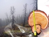 Пожарный парадокс: если северные леса не будут гореть, они не будут расти