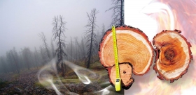 Пожарный парадокс: если северные леса не будут гореть, они не будут расти