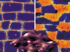 Nanostructural COATINGS: "Chessboard" Effect