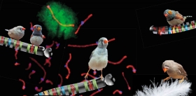 The story of the songbird chromosome
