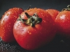 Как сделать «апгрейд» окультуренным помидорам