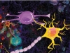 МИЕЛИНовая защита нейрона: все начинается до рождения