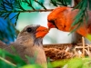 Почему птицы выгоняют своих птенцов из гнезда?