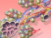 Обнаружены соединения, препятствующие размножению SARS-CoV-2 в клетках эпителия легочных альвеол