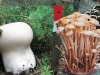 Fungal Pharma: fungi against viruses and tumors