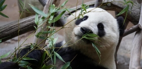 Хорошо ли жить «под зонтиком» у панды?