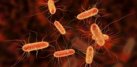 «Плохое» материнское поведение провоцируют кишечные бактерии?