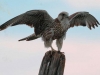 Балобан: драма птицы высокого полета