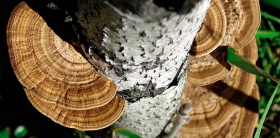 Грибная медицина: сибирские грибы против вирусов