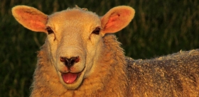 Нежность против грубости, или Если бы овцы могли выбирать
