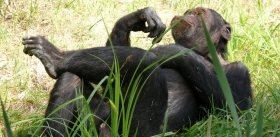Шимпанзе остановились на пороге каменного века