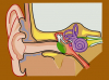 Органы слуха и равновесия – еще одна мишень для COVID-19