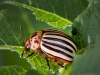 Редактировать геном – чтобы вернуть устойчивость насекомых к инсектицидам
