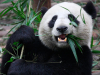 Почему панды толстеют на диете из бамбука