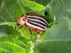 «Картофельные жуки» и устойчивость к пестицидам: вместо быстрой эволюции – генетическое разнообразие 