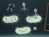 Вирусы – «пятая колонна» в междоусобной войне кишечных бактерий