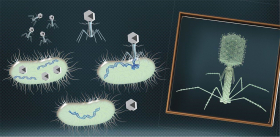 Вирусы – «пятая колонна» в междоусобной войне кишечных бактерий