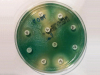 Бактериальной «коммуне» антибиотики не страшны