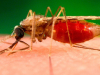 Ученые расшифровали последовательность и открыли необычную архитектуру генома малярийных комаров