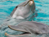 Дельфины: «уриновая» коммуникация в придачу к звуковой