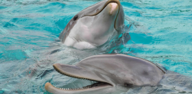 Дельфины: «уриновая» коммуникация в придачу к звуковой