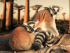 Млекопитающие Мадагаскара: восстановление биоразнообразия потребует миллионы лет