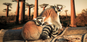 Млекопитающие Мадагаскара: восстановление биоразнообразия потребует миллионы лет